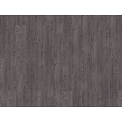 argyll fir montrose3 