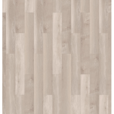 broad leaf light sycamore 1704788762