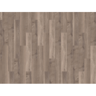 broad leaf smoky sycamore3