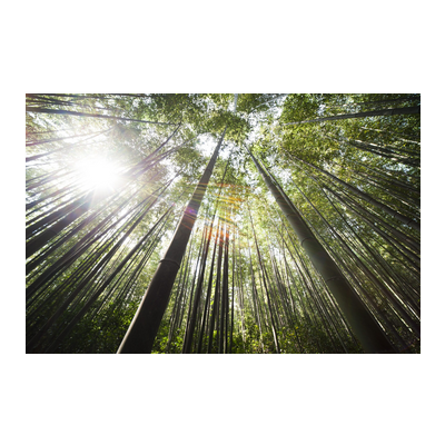 espina 6-1 1886777856